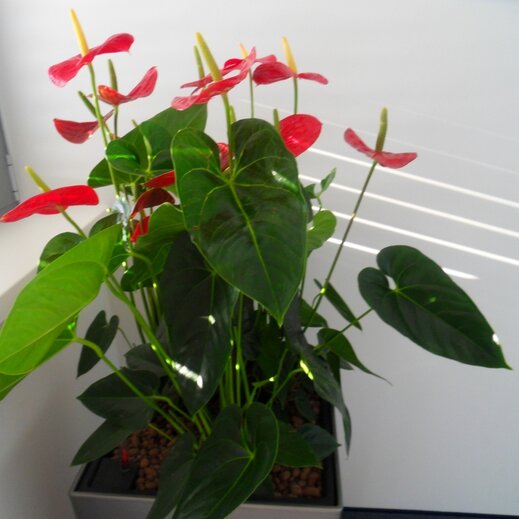 Anthurium Anderanum